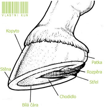 illustration1-hoof kopie