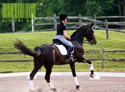 Dressage_Queen_by_BellaNotte